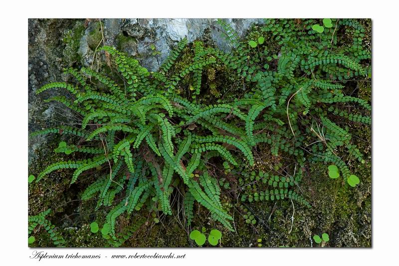 Asplenium trichomanes / Asplenio tricomane